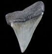 Large, Fossil Mako Shark Tooth - Georgia #75072-1